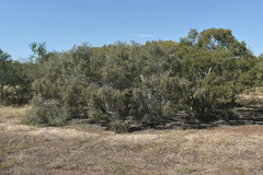 Melaleuca acacioides