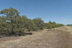 Melaleuca acacioides