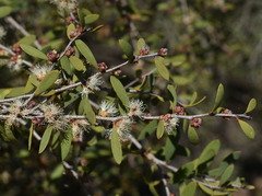Melaleuca acacioides