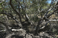 Melaleuca acacioides