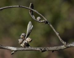 Melaleuca acacioides