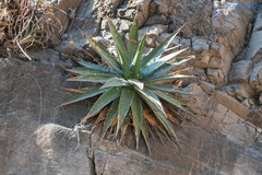Agave arcedianoensis
