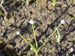 Eriocaulon koernickianum