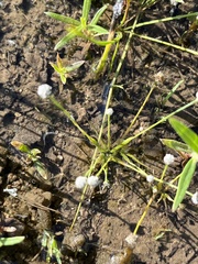 Eriocaulon koernickianum