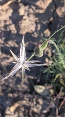 Crupina crupinastrum