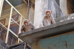 Macaca mulatta