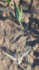 Crupina crupinastrum