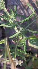 Crupina crupinastrum