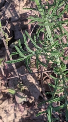 Crupina crupinastrum