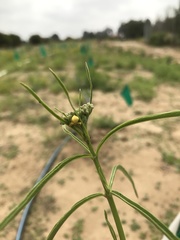 Araneus detrimentosus