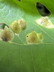 Phylloxera caryaefallax