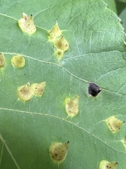 Phylloxera caryaefallax