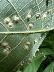 Phylloxera caryaefallax