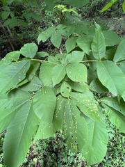 Phylloxera caryaefallax