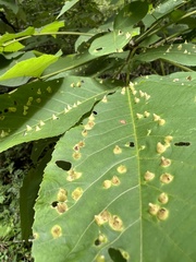 Phylloxera caryaefallax