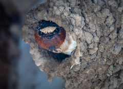 Petrochelidon pyrrhonota pyrrhonota