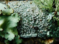 Lepra trachythallina