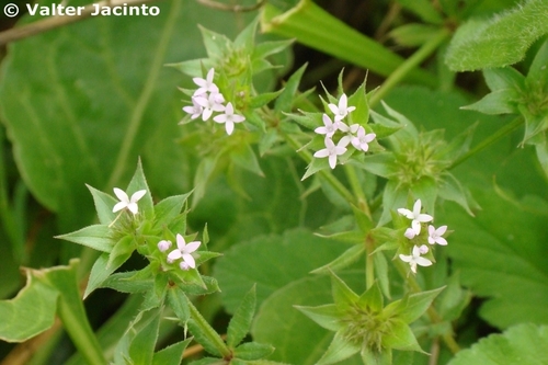 Sherardia arvensis