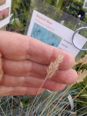 Festuca glauca