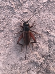 Gryllus rubens