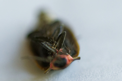 Pyractomena borealis