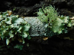 Lepra trachythallina