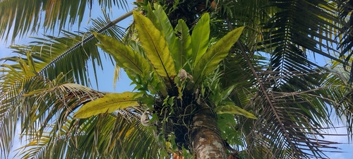 Asplenium observed 2022-05-28