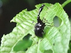Cycnotrachelus roelofsi