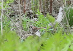 Melospiza melodia image