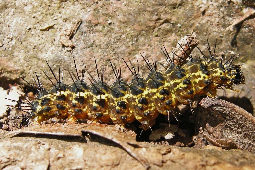 Painted Lichen Moth