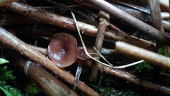 Myriosclerotinia curreyana