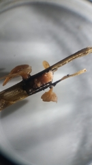 Myriosclerotinia curreyana