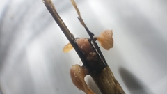 Myriosclerotinia curreyana