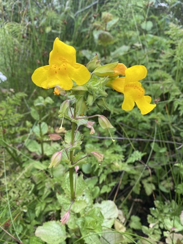 Erythranthe grandis (Erythranthe grandis)