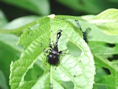 Cycnotrachelus roelofsi