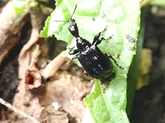 Cycnotrachelus roelofsi