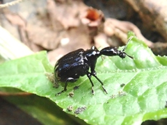 Cycnotrachelus roelofsi