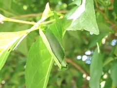Cycnotrachelus roelofsi