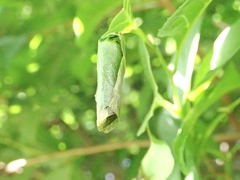 Cycnotrachelus roelofsi