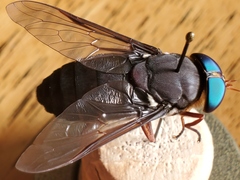 Tabanus americanus
