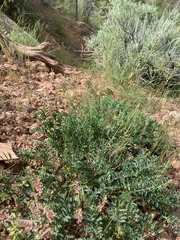 Astragalus lentiginosus salinus