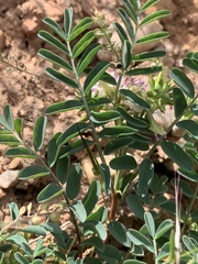 Astragalus lentiginosus salinus