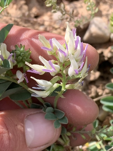 Astragalus lentiginosus var. salinus