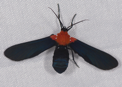 Psoloptera basifulva