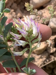 Astragalus lentiginosus salinus