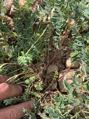 Astragalus lentiginosus salinus