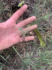 Lomatium juniperinum