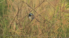 Malurus cyaneus cyanochlamys