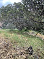Lomatium juniperinum