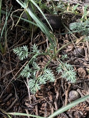 Lomatium juniperinum
